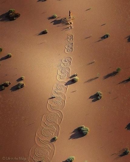 Seen from overhead, the tracks a dingo makes when it runs across shallow water on a desert clay pan.

Overlapping concentric circles that look like a painting, stretch out in a single line behind a dingo, running ahead.

Photo Credit: Greg Robertson while mustering cattle in far north western NSW
