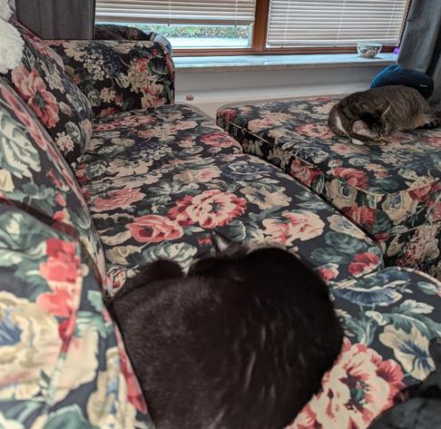 3 cats sleeping in my close neighborhood