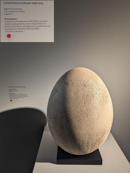 Elephant Bird Egg