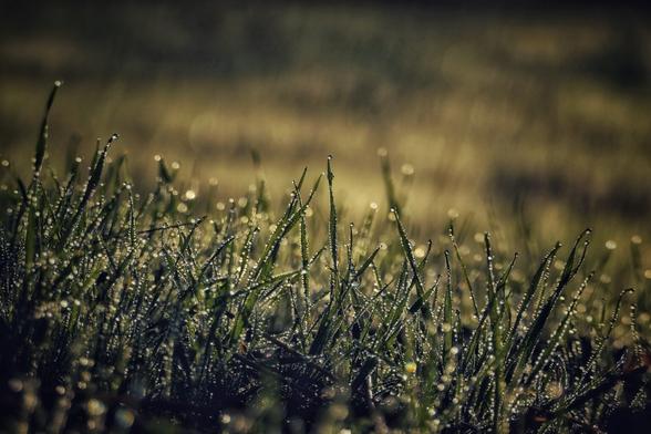 Blades of grass with water droplets on them in front of a shadowy, blurry / bokeh background
