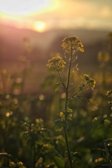 Rapefield on a foggy morning. A single rapeseed flower sticks out of the field. The slightly hazy morning sun in the background. 

Rapsfeld im dunstigen, morgendlichen, herbstlichen Gegenlicht. Eine einzelne Rapsblüte ragt aus der Masse hervor. Im Hintergrund und unscharf die von Dunst leicht diffuse Morgensonne.