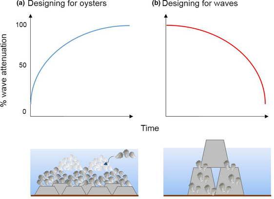 Hypothesized effect on wave attenuation for oyster reef living shorelines that are designed for oysters (a) or waves (b). It is expected that wave attenuation will improve over time with the accretion of oysters under appropriate environmental conditions. In contrast, reefs that are not designed to maximize oyster colonization will have a design life akin to traditional breakwaters.