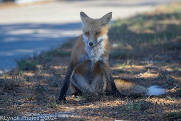 Feeling Foxy