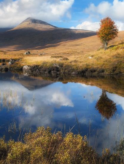 A serene autumnal scene in the Scottish Highlands captures Loch na Stainge in Rannoch Moor. The still waters of the loch perfectly mirror the cloudy sky and surrounding landscape. In the foreground, golden grasses and shrubs border the water's edge. The middle ground features rolling hills covered in ochre-hued vegetation, whilst a solitary tree with vibrant orange foliage stands out against the muted tones. In the background, a majestic mountain partially shrouded in mist dominates the horizon, its rugged slopes catching the sunlight. The interplay of light and shadow across the landscape creates a dramatic and atmospheric composition, showcasing the raw beauty of the Scottish wilderness.