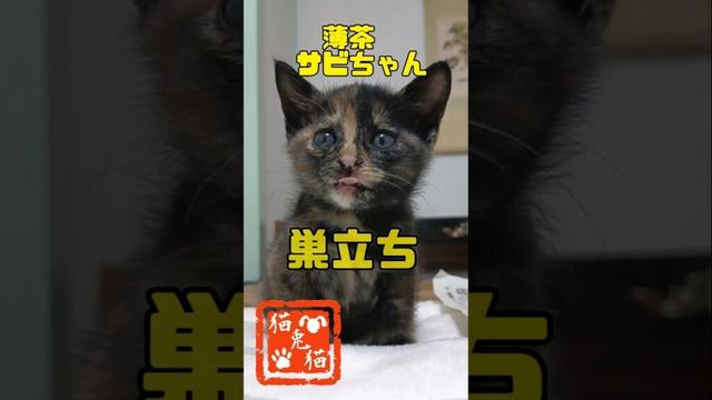 【1ヶ月子猫】里親様のお家へ行きました #music #にゃんとにゃん #保護猫 #短い動画 #おっとり猫 #子猫 #超短動画 #cat #短い #里親探し