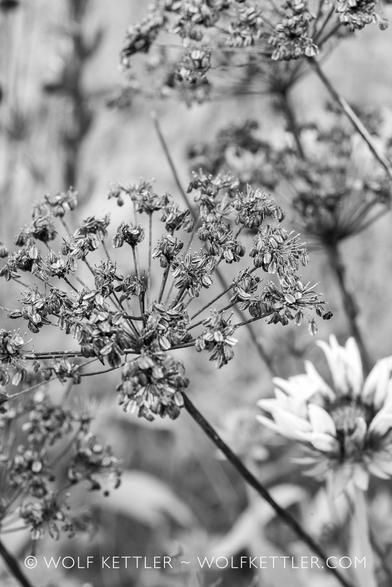 This black and white photograph is a closeup of the seedheads of the Cenolophium denudatum.