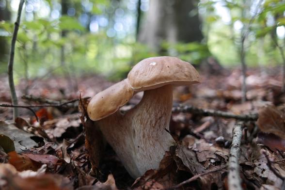 A photo of two "Siamese twin" penny bun mushrooms (Boletus edulis) growing attached to each other at the stem and their caps tightly touching due to lack of space to grow in. They look a lot like two embraced lovers kissing.