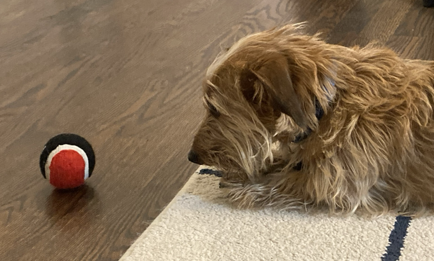 A small red dog with long fluffy hair lies on a carpet. He is gazing at a ball that is just out of his reach.