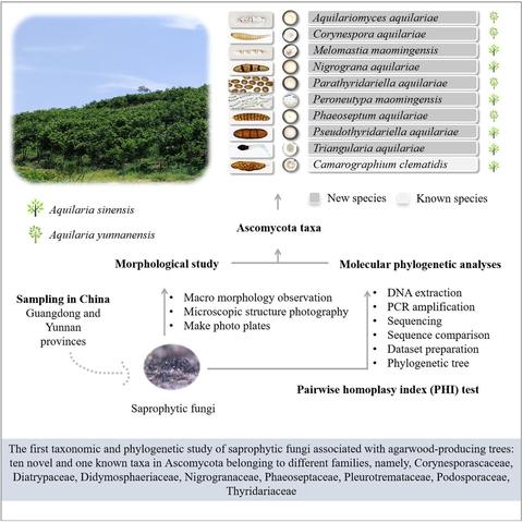 Diagram describing saprobic fungi associated with two native Chinese agarwood-producing tree species (Aquilaria sinensis and A. yunnanensis) in Guangdong and Yunnan provinces, China. Based on morphological characteristics, multigene phylogenetic analyses, and pairwise homoplasy index (PHI) test, 10 collections are introduced as one new genus – Aquilariomyces, nine new species – Aquilariomyces aquilariae, Corynespora aquilariae, Melomastia maomingensis, Nigrograna aquilariae, Parathyridariella aquilariae, Peroneutypa maomingensis, Phaeoseptum aquilariae, Pseudothyridariella aquilariae, and Triangularia aquilariae, and one known species – Camarographium clematidis, belonging to different families of Ascomycota, namely, Corynesporascaceae, Diatrypaceae, Didymosphaeriaceae, Nigrogranaceae, Phaeoseptaceae, Pleurotremataceae, Podosporaceae, and Thyridariaceae.