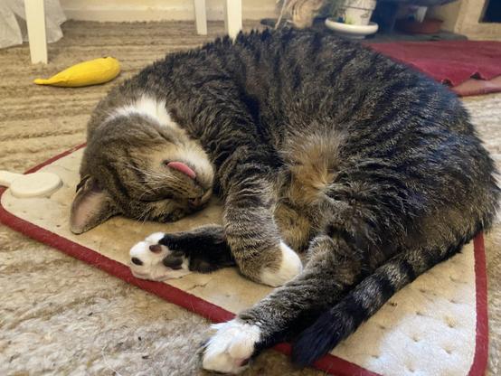 A sleeping grey and white tabby cat, lying on his side with his tongue sticking out the side of his mouth.
