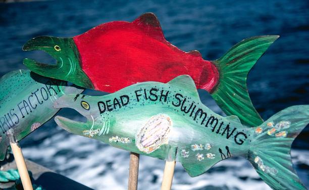 3 painted wooden salmon signs, mounted on wood dowel sticks. All are in a boat with me, on the ocean. For a anti-fish farms flotilla protest & documenting sites of some fish farms with history of multiple environmental violations.
Front salmon is greenish blue, painted with infected with deadly viruses & sea lice & it says: DEAD FISH SWIMMING.
Salmon sign behind front one is red & green, the colours they turn when about to spawn & then naturally die off.
Greenish blue salmon sign tucked away to the far left is painted with deadly viruses & it says: VIRUS FACTORY.
