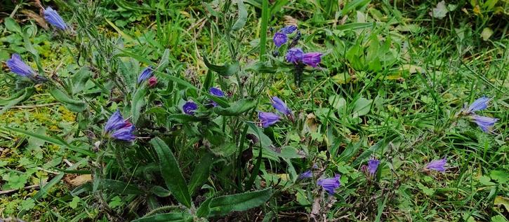 Blue-flowering Viper's bugloss