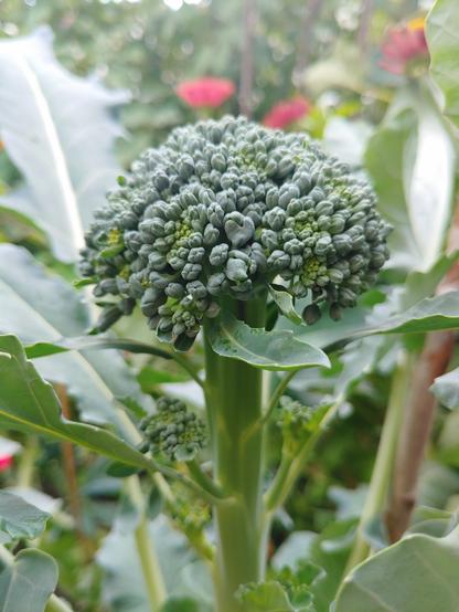 Broccoli stem on it's plant