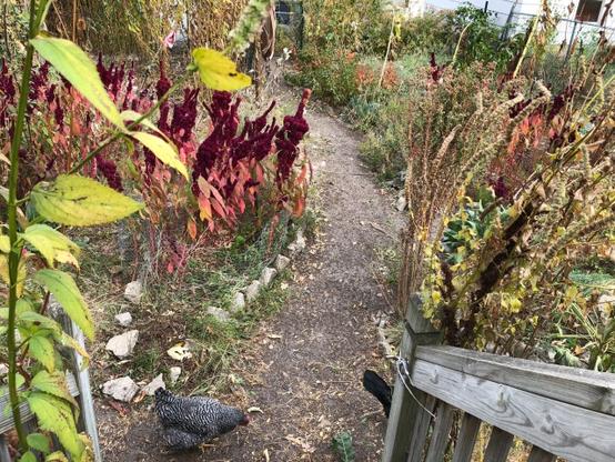 garden path with brown plants, fall leaves and a chicken