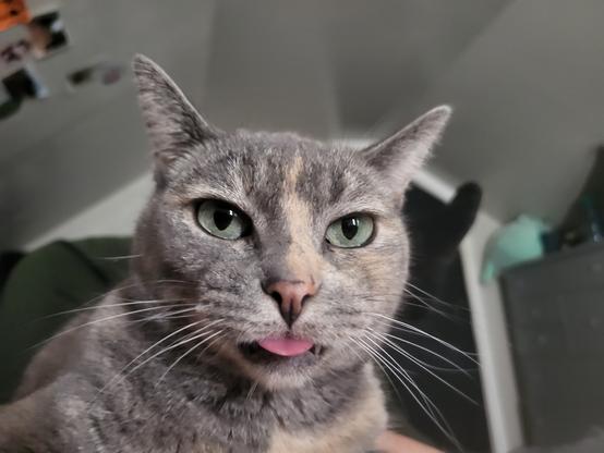 A dilute tortoiseshell (gray with pale orange markings) cat with green eyes. She is staring blankly past the camera and has her tongue out.