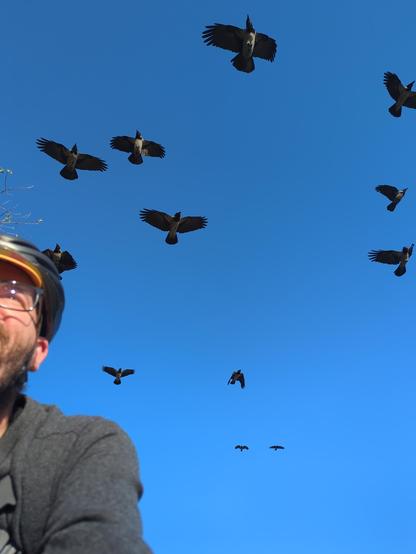 Selfie während des Radelns, ich (Mann mit grauem Pulli, Vollbart, Brille und Helm) bin links abgeschnitten im Bild, über mir fliegen 12 große dunkle Krähen vor blauem Himmel nach.