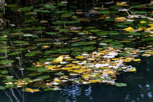 Das Bild zeigt eine Wasseroberfläche, die mit vielen grünen Seerosenblättern und schwimmenden gelben Herbstblättern bedeckt ist. Die Herbstblätter variieren in Farbe von Gelb bis Braun und liegen verstreut zwischen den grünen Seerosen. Auf einigen Blättern befinden sich weiße Federn, die leicht auf dem Wasser treiben. Die Szene vermittelt eine ruhige Herbststimmung, wobei das Spiel der Farben und die Spiegelung des Wassers eine besondere Atmosphäre schaffen. Die Farben sind satt, und das sanfte Licht betont die Textur der Blätter und die Ruhe des Wassers.