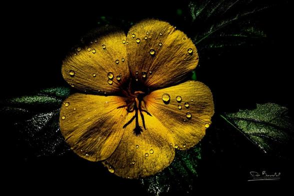 A digitally painted image of a yellow alder flower, with vibrant yellow petals highlighted by dew drops and set against a dark, dramatic background.   Image at:  https://beautifulsunphotography.com/featured/vibrant-yellow-petals-deb-beausoleil.html  See more art & blog at: https://beautifulsunphotography.com/ https://debbeautifulsunphotography.com/ https://www.zazzle.com/store/beautifulsun_designs https://debbeausoleil.com https://www.artpal.com/BeautifulSun/