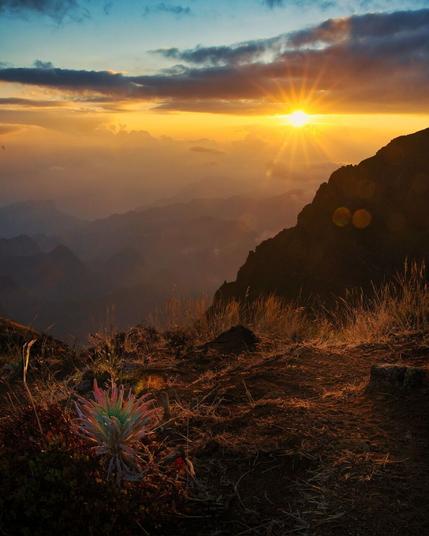 Moment of sunrise with a plant in the Front and the sun