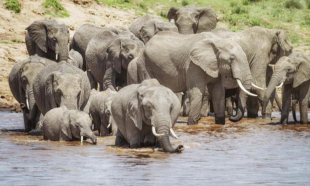 A herd of elephants gathers on a river's edge in preparation for crossing the river. The younger elephants lead the way in starting to cross.