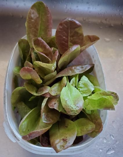 Hungarian red lettuce harvested, in a medium sized plastic ice cream container.