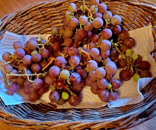 Red grapes harvested, on paper towel, in wicker basket.