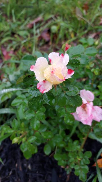 a white rosebud with pink flecks starting to open. beneath it, another small pink rose
