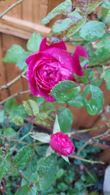 a bold pink rose, wet with rain. beneath it, a pink rosebud