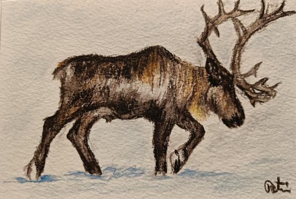 An Inktense pencil drawing of a reindeer walking in the snow. Side profile, large horns.