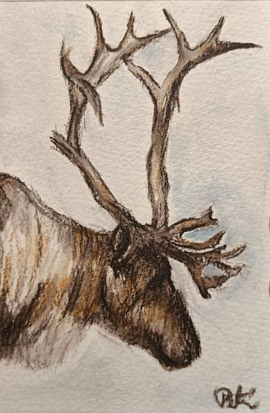 An Inktense pencil drawing of a reindeer. Side profile of the head and horns. Snowy background.