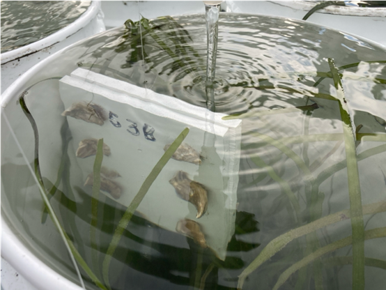 Close up of juvenile oysters growing attached to tiles and embedded within seagrass planted in an experimental bucket
