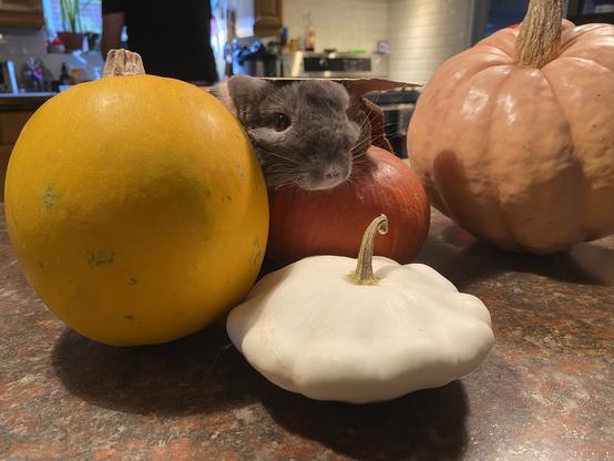 A chinchilla peeks out from behind various colorful pumpkins on a kitchen countertop, with a blurred figure in the background.
