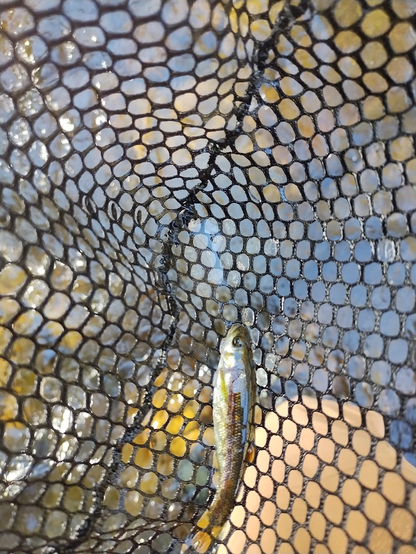 A rosyside dace in a net. The fish is quite small. There is some glare on it that obfuscates the detail of its coloration.