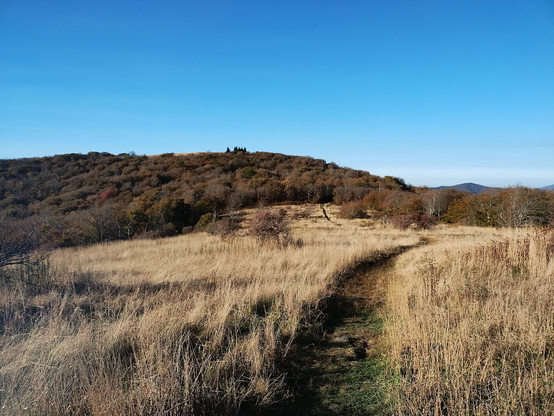 Huckleberry Knob is a rounded mountain peak. In the foreground, there is tall dry grass. The slop up to the knob is wooded, and its bald peaks out above the tops of the far trees. The color scheme is mixture of browns and greens under a clear blue sky.
