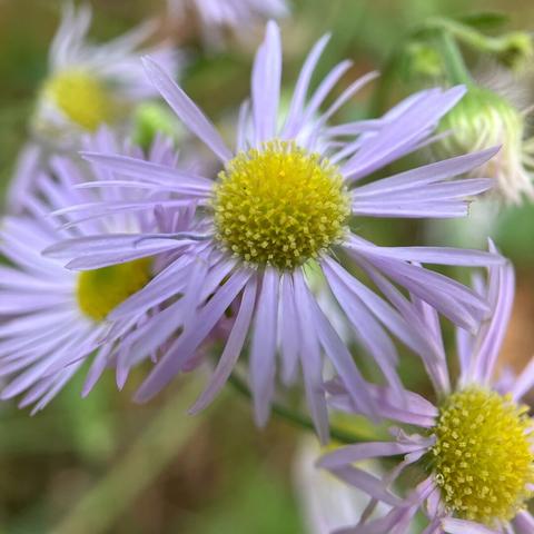 Asters with yellow centres and pale purple leaves