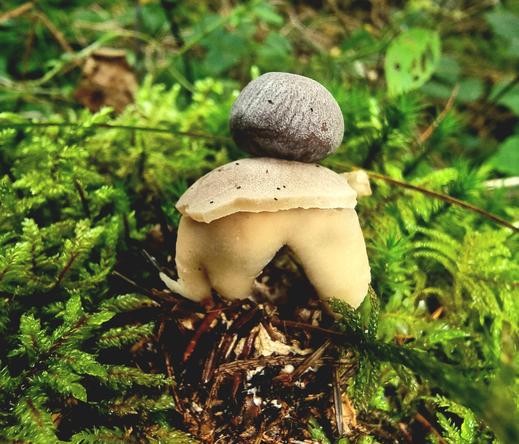 Geastrum quadrifidum