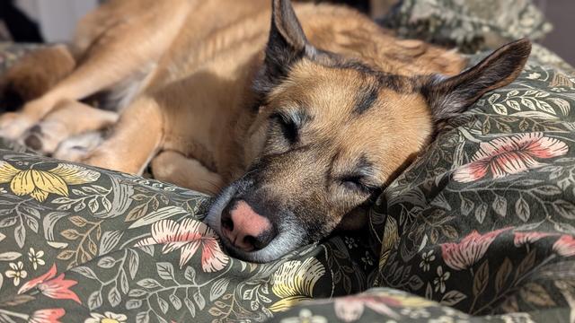 A sleeping dog, using its owner's leg as a pillow