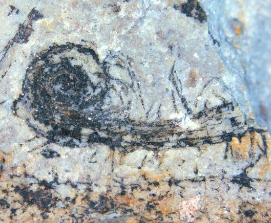 Early Devonian Crozier