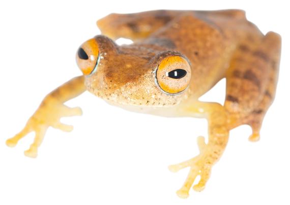 close-up photo of a brown frog