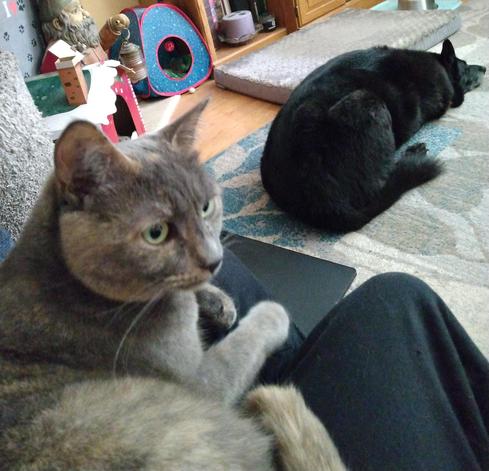 A 3 year old dilute tortoiseshell cat with fur in muted tones of grey, orange and white is lying peacefully on her CatMom's warm lap.  A black German Shepherd mix dog is lying on a grey and turquoise carpet in front of them.