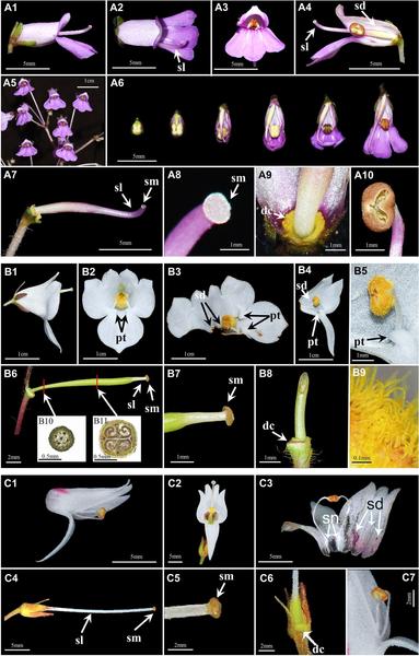 Panel of images showing floral morphological characters studied in the phylogenetic reconstruction of Didymocarpus by Liu et al.