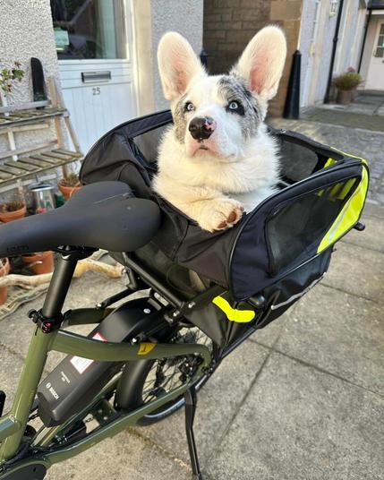 Pupper Kino riding on the back of a Tern Quick Haul, e-cargobike.