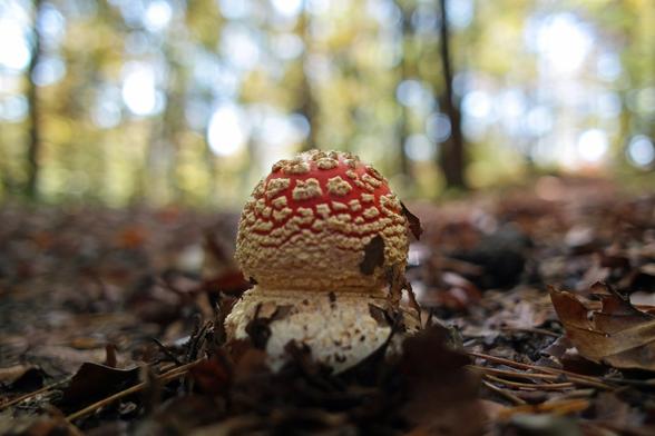 A single young specimen of fly agaric (Amanita muscaria) mushroom growing in the middle of a trail in a temperate deciduous forest.