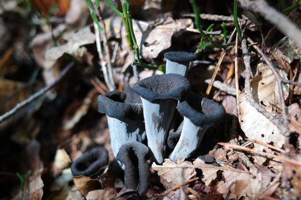A small bunch of reasonably young horn of plenty (Craterellus cornucopioides) mushrooms growing in fallen leaves of a mixed forest along now bare stems of blueberries.