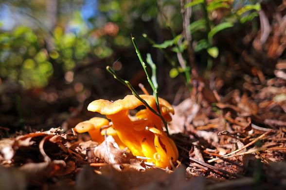A small bunch of reasonably young yellow foot (Craterellus lutescens) mushrooms growing in fallen leaves of a mixed forest along now bare stems of blueberries.