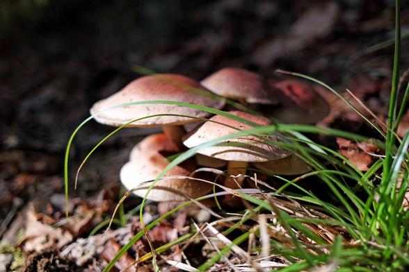 A bunch of brick cap (Hypholoma lateritium) mushrooms growing at the side of a footpath in a temperate deciduous forest along some blades of grass.