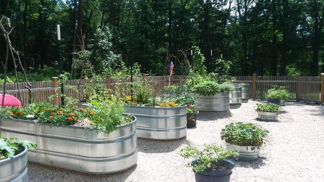 Raised bed garden, lush with vegetables and flowers in steel raised beds on a pea gravel surface