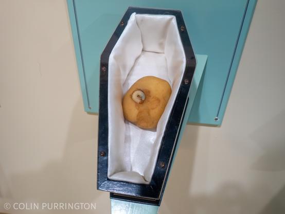 Photograph of a small, silk-lined casket containing a potato with a large white beetle larva on top.