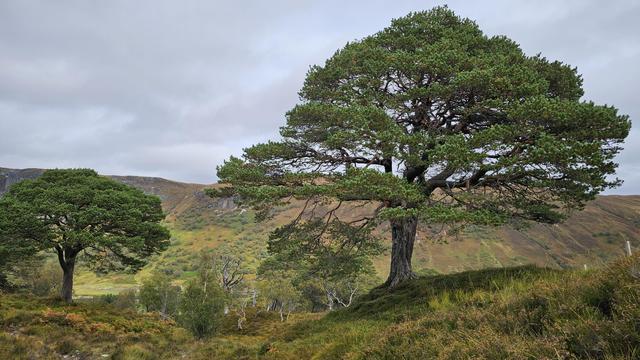 Scenic landscape featuring two lush pine trees standing on a hillside in a serene, mountainous region under a cloudy sky, capturing the beauty of nature in the highlands.