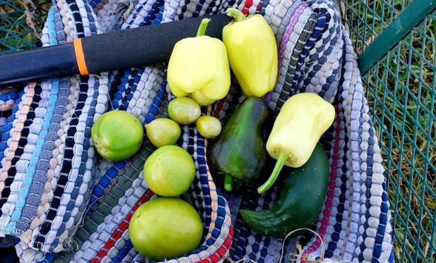 Several green tomatoes, bellpeppers, and a twisted cucumber